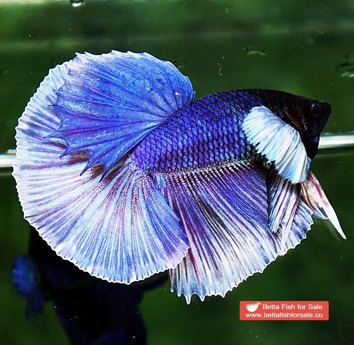 Betta fish OHM Violet Purple Dumbo - Image 5