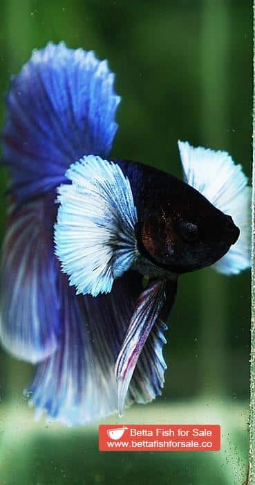 Betta fish OHM Violet Purple Dumbo - Image 6
