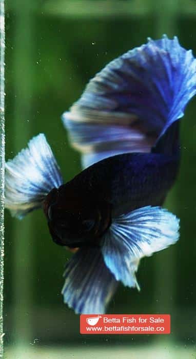 Betta fish OHM Violet Purple Dumbo - Image 7