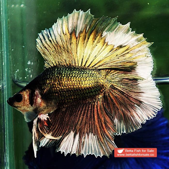 Betta fish DTHM Copper Gold Butterfly - Image 4