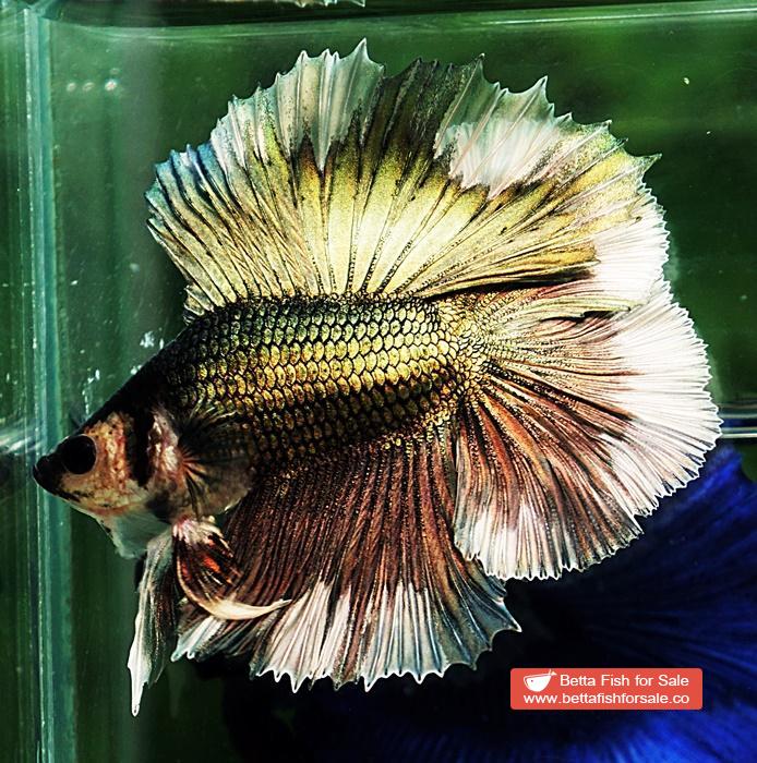 Betta fish DTHM Copper Gold Butterfly - Image 2