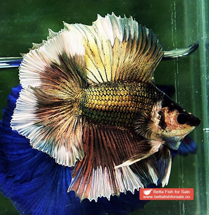 Betta fish DTHM Copper Gold Butterfly - Image 3