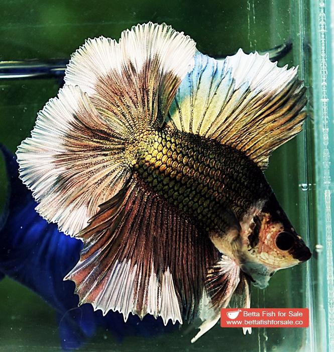 Betta fish DTHM Copper Gold Butterfly - Image 5