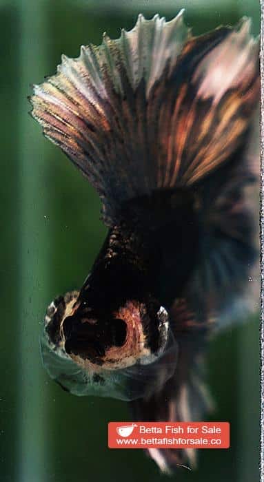 Betta fish DTHM Copper Gold Butterfly - Image 6