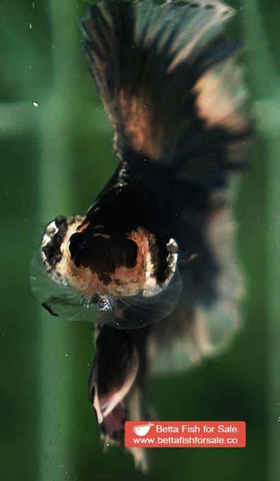 Betta fish DTHM Copper Gold Butterfly - Image 7