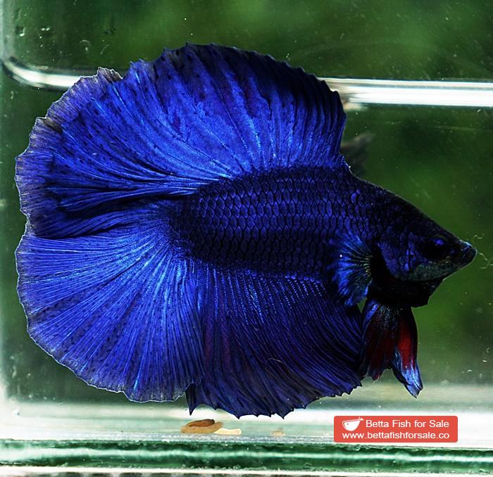 Betta fish DTHM Steel Blue - Image 3