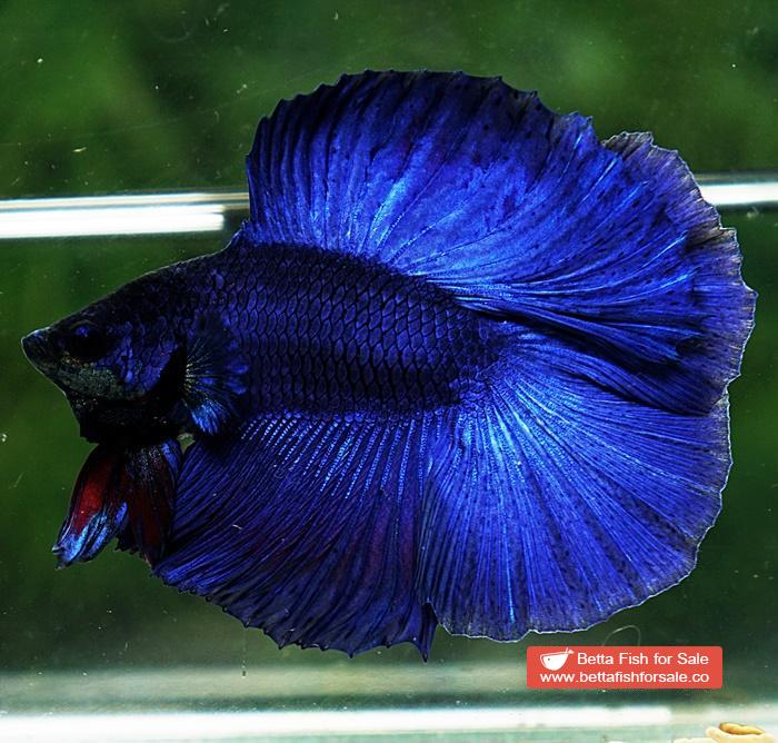 Betta fish DTHM Steel Blue - Image 4