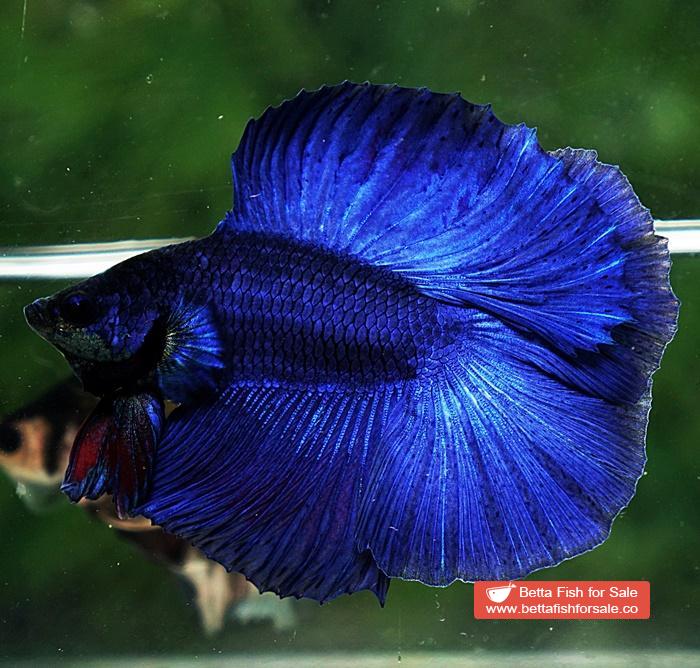 Betta fish DTHM Steel Blue - Image 2