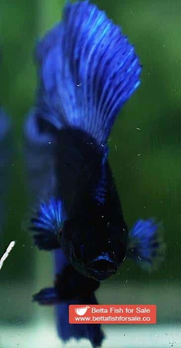 Betta fish DTHM Steel Blue - Image 5