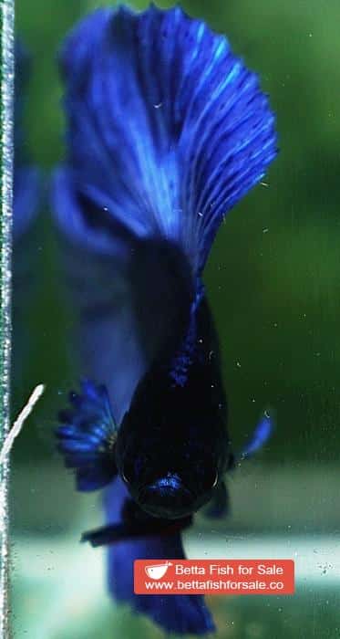 Betta fish DTHM Steel Blue - Image 6