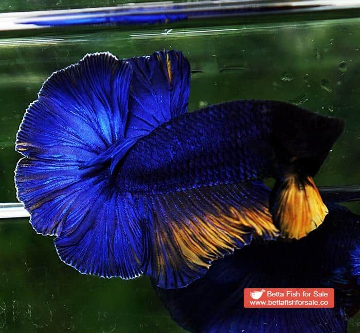Betta fish HM Original Blue Mustard - Image 3