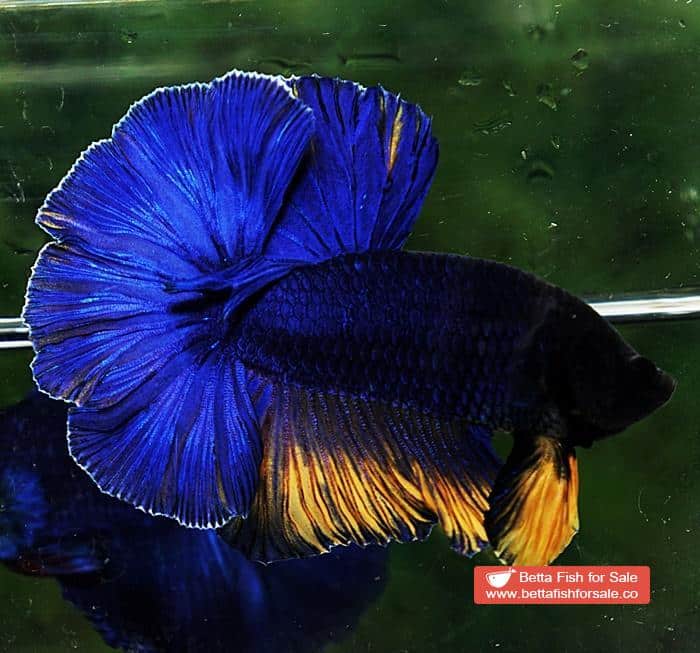 Betta fish HM Original Blue Mustard - Image 5