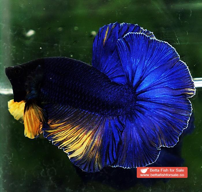Betta fish HM Original Blue Mustard - Image 2
