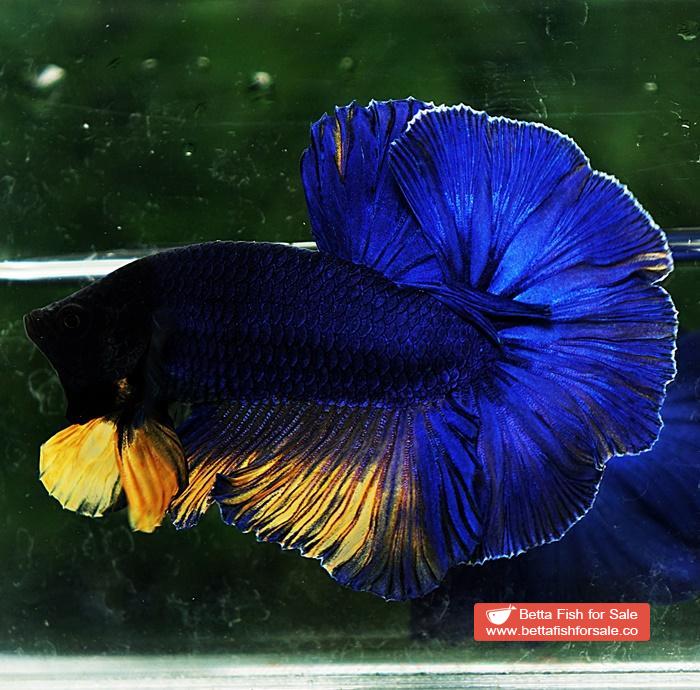 Betta fish HM Original Blue Mustard - Image 4