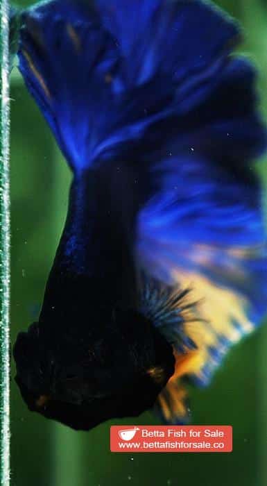 Betta fish HM Original Blue Mustard - Image 6