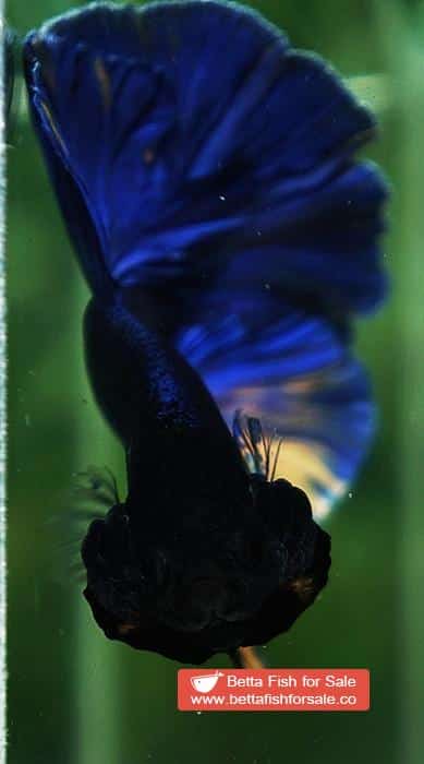 Betta fish HM Original Blue Mustard - Image 7