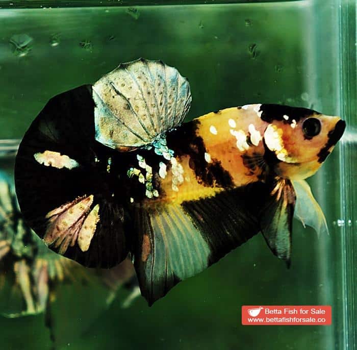 Betta fish HMPK Yellow Tiger Copper Black Mouth - Image 2