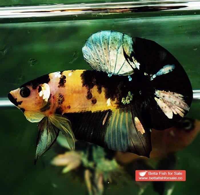 Betta fish HMPK Yellow Tiger Copper Black Mouth - Image 5