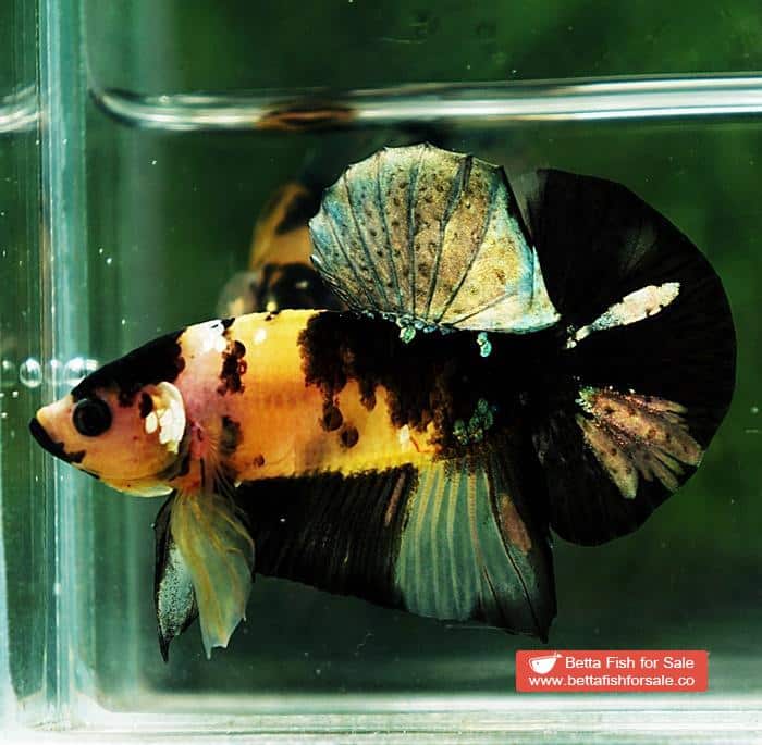 Betta fish HMPK Yellow Tiger Copper Black Mouth - Image 3