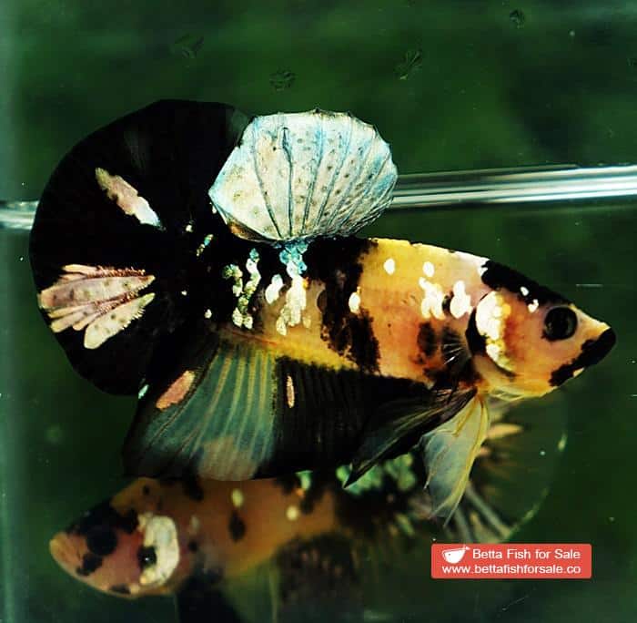 Betta fish HMPK Yellow Tiger Copper Black Mouth - Image 4