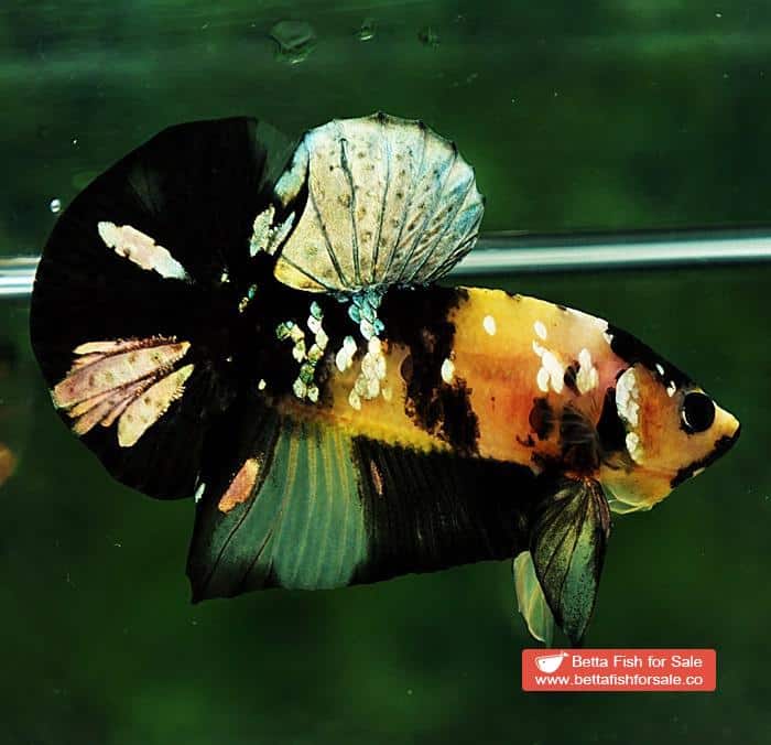 Betta fish HMPK Yellow Tiger Copper Black Mouth - Image 6