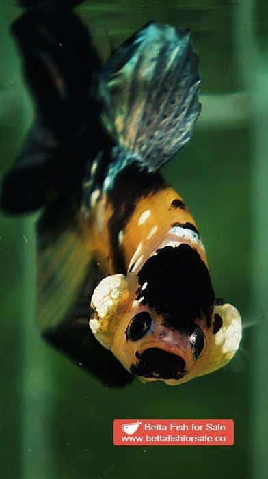Betta fish HMPK Yellow Tiger Copper Black Mouth - Image 7