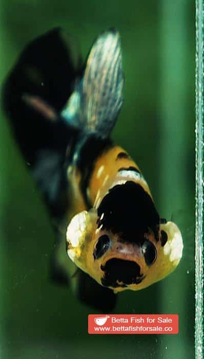 Betta fish HMPK Yellow Tiger Copper Black Mouth - Image 8