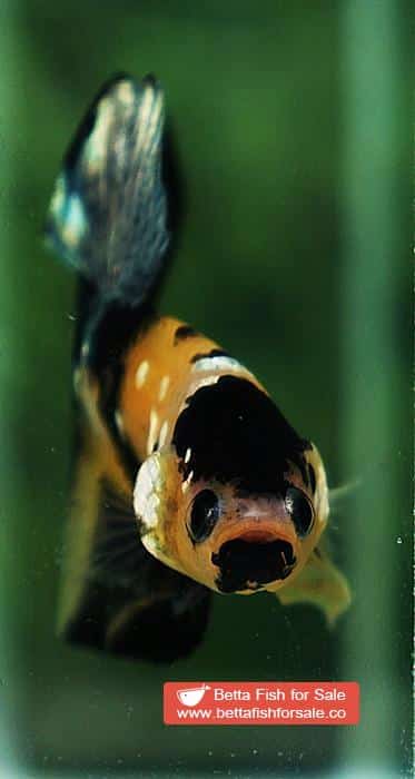 Betta fish HMPK Yellow Tiger Copper Black Mouth - Image 9