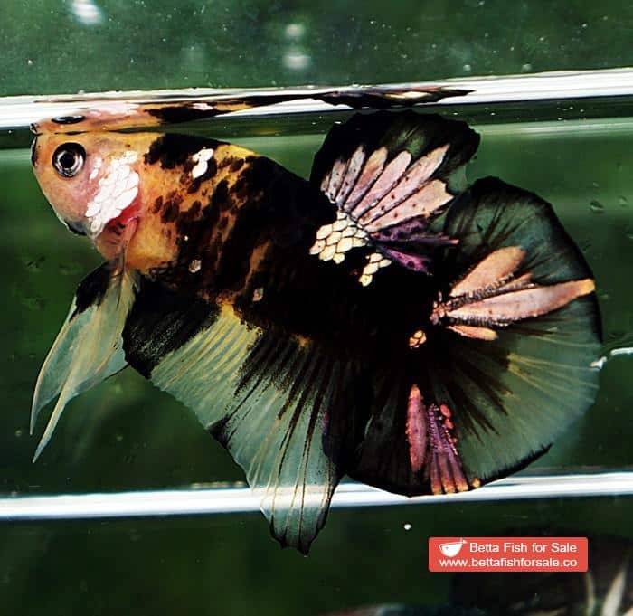 Betta fish HMPK Yellow Tiger Copper Series - Image 3
