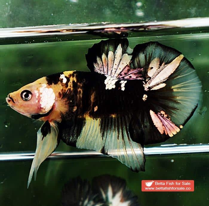 Betta fish HMPK Yellow Tiger Copper Series - Image 7