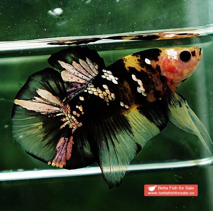 Betta fish HMPK Yellow Tiger Copper Series - Image 2