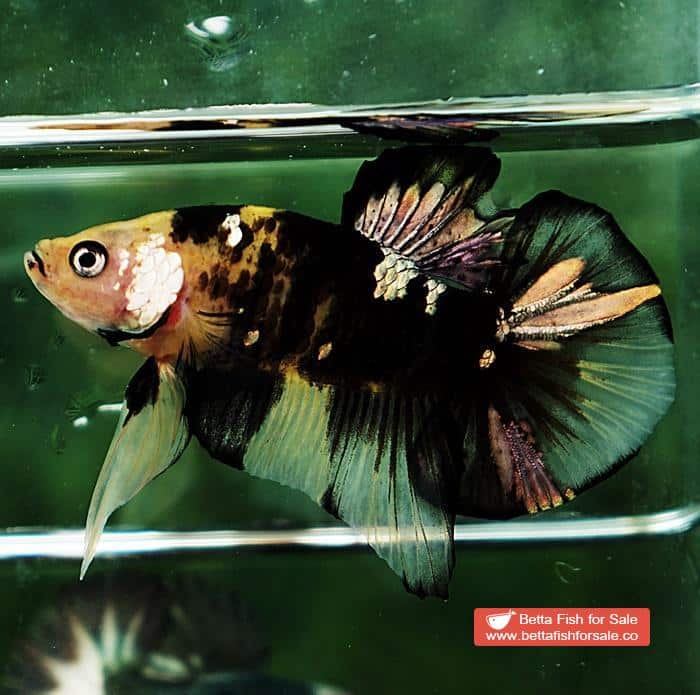 Betta fish HMPK Yellow Tiger Copper Series - Image 5