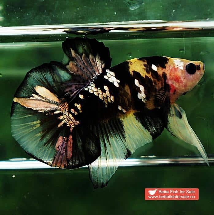 Betta fish HMPK Yellow Tiger Copper Series - Image 4