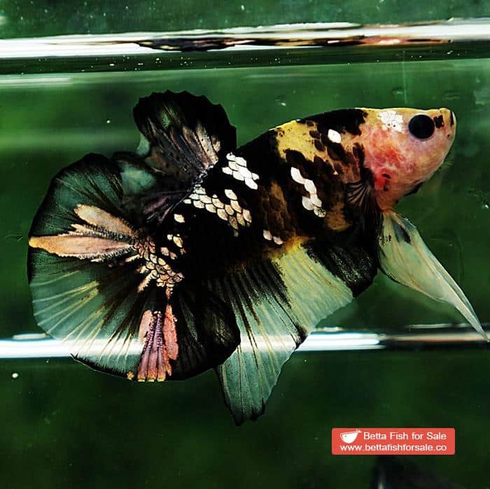 Betta fish HMPK Yellow Tiger Copper Series - Image 6