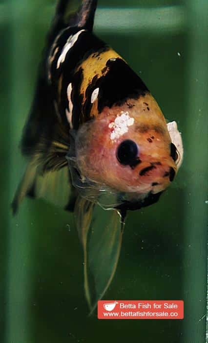 Betta fish HMPK Yellow Tiger Copper Series - Image 8