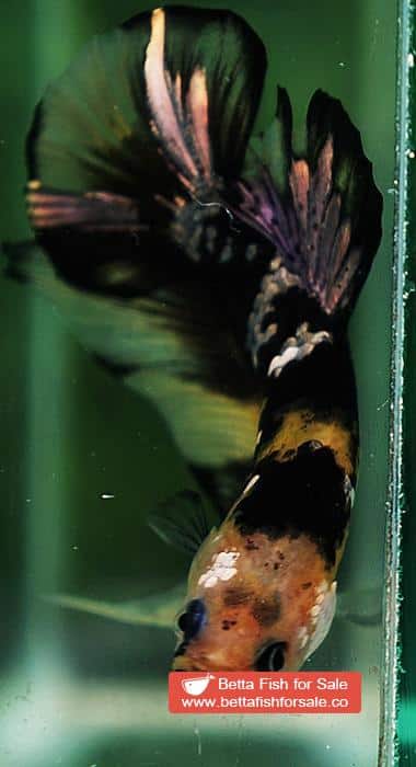 Betta fish HMPK Yellow Tiger Copper Series - Image 9