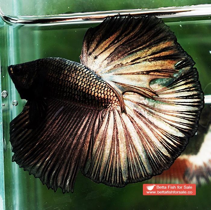 Betta fish OHM Dark Copper Gold - Image 3