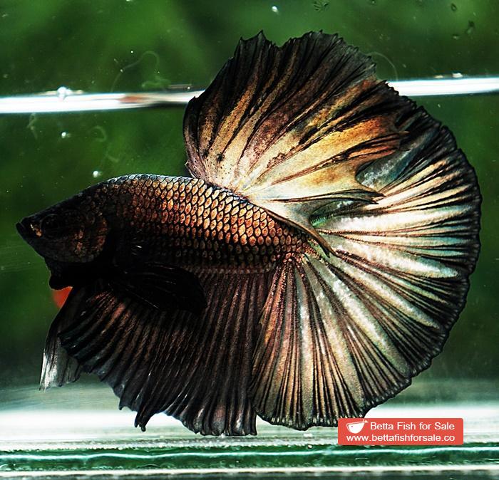 Betta fish OHM Dark Copper Gold - Image 5
