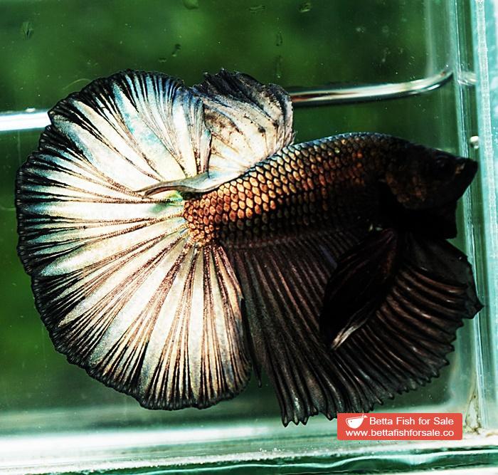 Betta fish OHM Dark Copper Gold - Image 4
