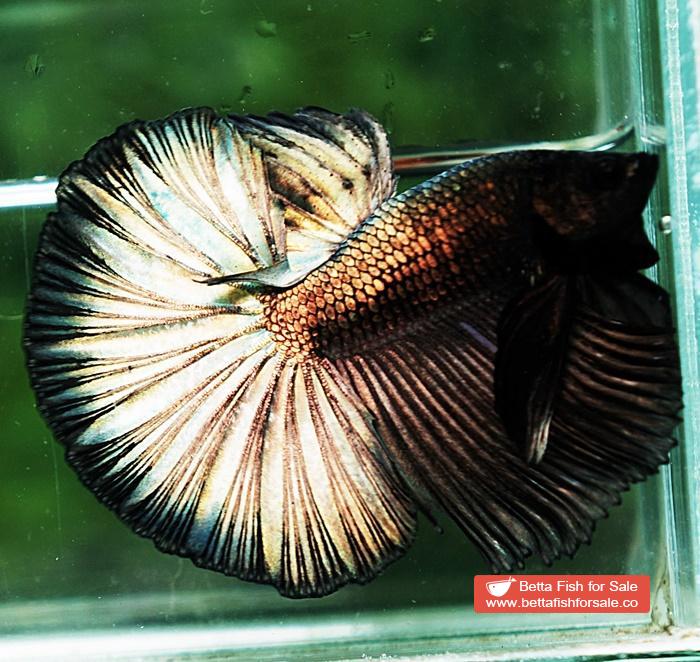 Betta fish OHM Dark Copper Gold - Image 2