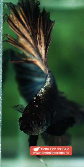 Betta fish OHM Dark Copper Gold - Image 6