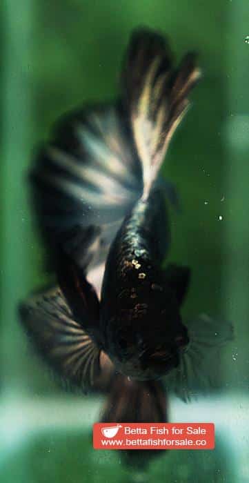 Betta fish OHM Dark Copper Gold - Image 7