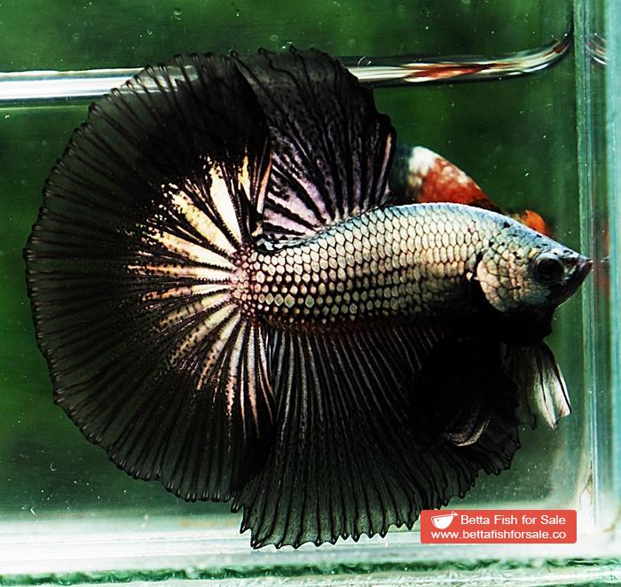 Betta fish OHM Black Copper Dragon - Image 2