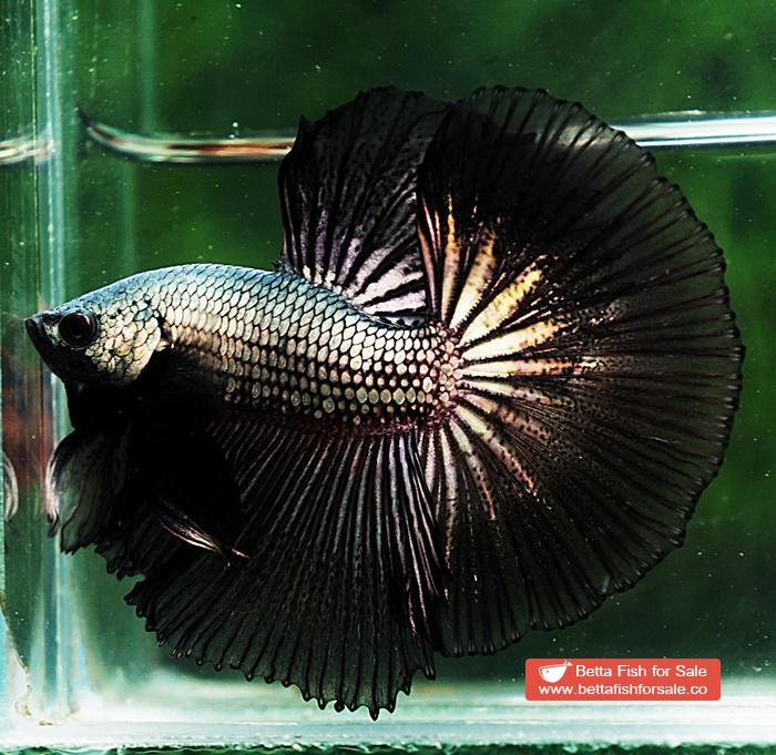 Betta fish OHM Black Copper Dragon - Image 5