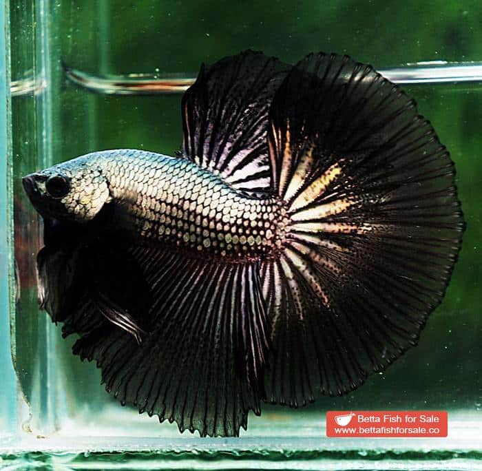 Betta fish OHM Black Copper Dragon - Image 3