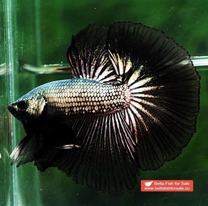 Betta fish OHM Black Copper Dragon - Image 6