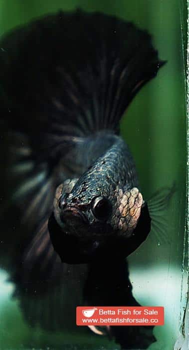 Betta fish OHM Black Copper Dragon - Image 7