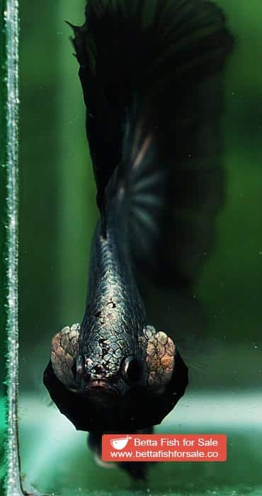 Betta fish OHM Black Copper Dragon - Image 8