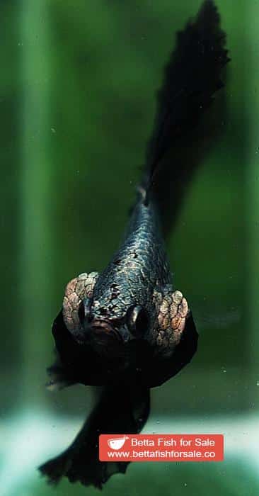 Betta fish OHM Black Copper Dragon - Image 9