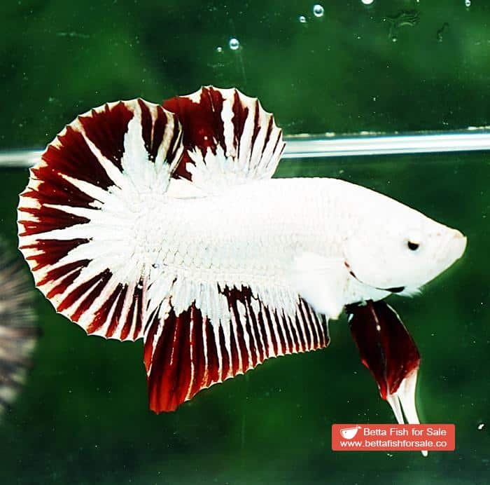Betta fish HMPK Prince of Platinum Red Dragon - Image 3